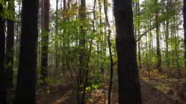 Ormanda yürü. Birinci şahıs görünümü