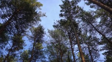 Gökyüzüne karşı çam ağaçları. Rüzgarlı