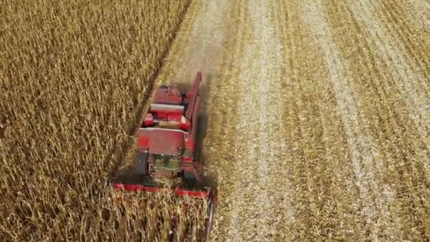 Harvester picks corn on the field aerial view. — Stock Video