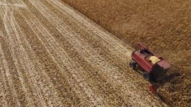 Kızıl çiftlik, güz günü hava manzarasında mısır hasadını birleştiriyor.