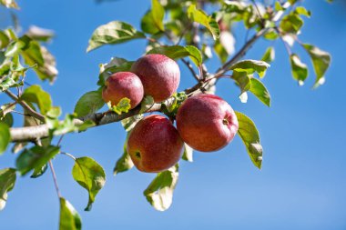 Sonbahar hasadı sırasında organik meyve bahçesinde açık mavi gökyüzüne karşı sallanan olgun kırmızı elmalar..