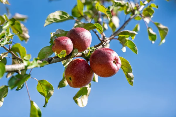 Sonbahar hasadı sırasında organik meyve bahçesinde açık mavi gökyüzüne karşı sallanan olgun kırmızı elmalar..