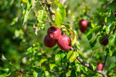 Hasat mevsiminde organik meyve bahçesinde ağaç dalında asılı duran olgun koyu kırmızı elma kümeleri..
