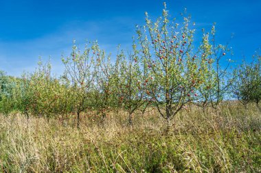 Dağınık ağaçlarla dolu organik elma tarlaları açık mavi gökyüzüne karşı tarlalarda kırmızı meyveler taşıyor..