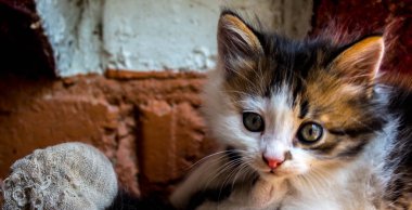 güzel küçük bir kedi yavrusu duvarın yanında
