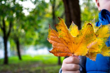 Çocuk elinde sarı sonbahar yaprakları tutar