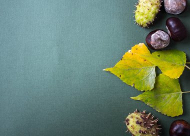 yaprakları ve kestane ile yeşil Kağıt arka plan