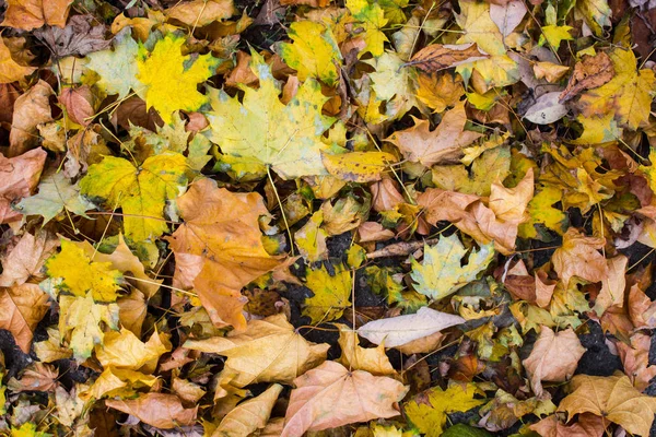 Herbstgelbe Blätter Auf Dem Boden — Stockfoto