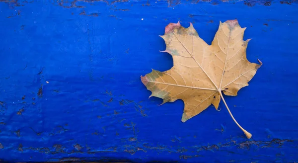 Gelbe Blätter Auf Blauem Holzhintergrund — Stockfoto