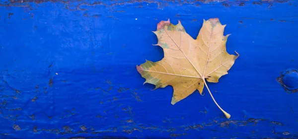 Ein gelbes Blatt auf blauem Holzgrund — Stockfoto