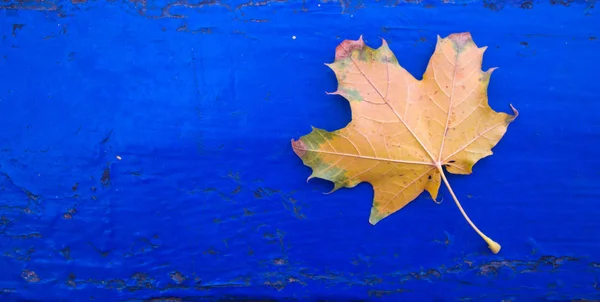 Ein gelbes Blatt auf blauem Holzgrund — Stockfoto