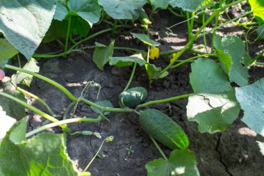 bahçede taze olgun salatalık