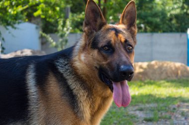 bahçesinde güzel bir Alman çoban