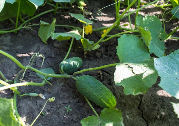 Свіжий стиглий огірок в саду — стокове фото