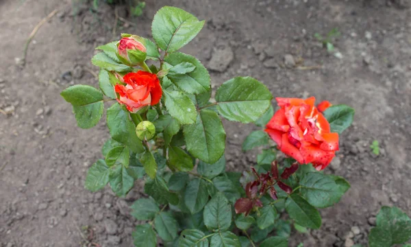 Ένα πανέμορφο κόκκινο άγριο τριαντάφυλλο που αναπτύσσεται στον κήπο — Φωτογραφία Αρχείου
