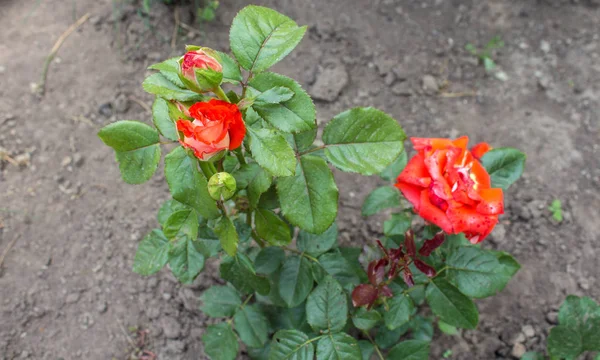 En vacker röd vild ros växer i trädgården — Stockfoto