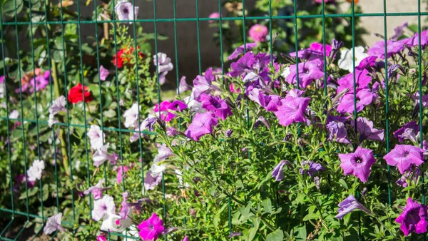 Kleurrijke Bloemen Tuin Zon — Stockfoto