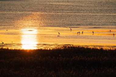 Güzel altın bir günbatımında gölün sakin sularında avlanan siluetli kuş manzarası..