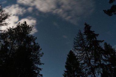 Gece gökyüzü sayısız yıldızlarla ve siluetli çam ağaçlarının üzerinde ince bulutlarla, ay ışığı altında sakin orman manzarasıyla.