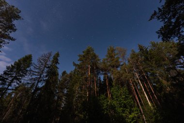 Görkemli bir çam ormanının nefes kesici alçak açılı görüntüsü güzel, berrak ve yıldızlarla dolu bir gökyüzüne karşı siluetlendi..