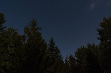 Büyülü bir yıldızlı gece gökyüzü, Estonya 'nın güzel vahşi doğasında, sakin ve yeşil bir ormanın karanlık siluetlerinin üzerinde parlıyor..