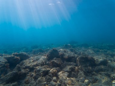Güzel güneş ışınları derin mavi okyanus boyunca akar, bu sakin ve sessiz sualtı arka planında kayalık deniz tabanını aydınlatır..