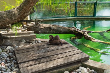 İki oyuncu su samuru, doğal hayvanat bahçelerinde su kenarında, ahşap bir platformda birbirlerine sarılıp uyuyorlar..