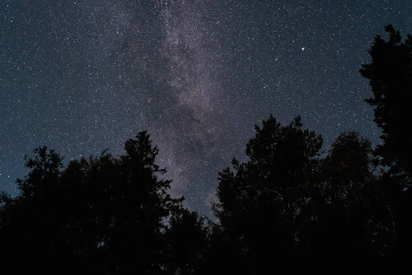 Huşu uyandıran Samanyolu galaksisinin ve Estonya 'daki karanlık ağaç siluetlerinin çerçevelediği sayısız yıldızın sihirli bir görüntüsü..
