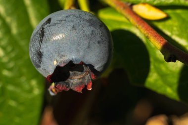 Dalda tek bir olgun yaban mersini. Bahçede yetişen taze, organik, sağlıklı bir süper yiyeceğin detaylı makro fotoğrafı..