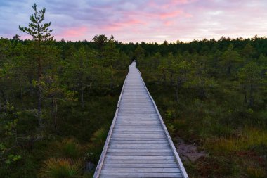Wooden boardwalk path leading through green Estonian bog forest with dramatic colorful sunset sky, tranquil wild nature travel and hiking destination.