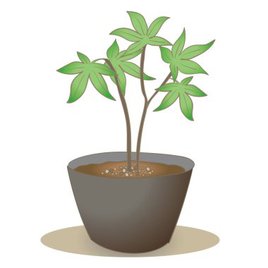 Akçaağaç fidesi - Bonsai tarzı