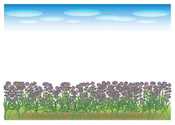 Landscape Lavender Field — Stock Vector
