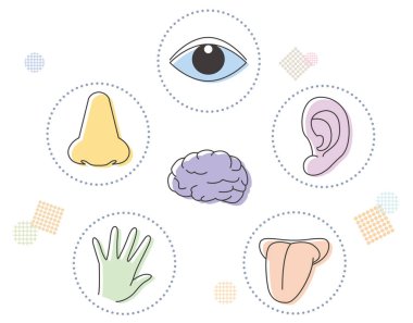 Tıp ve öğretim için beş duyu görüntüsü