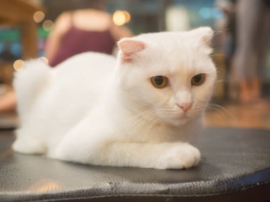 kedi sit ve bazı şeyi arıyor