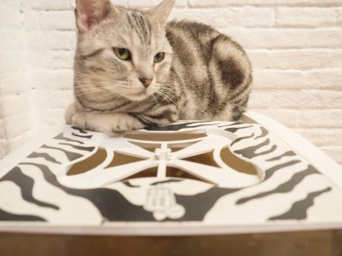 Box.White tuğla blackground üzerinde oturan sevimli Amerikan kısa saç kedi