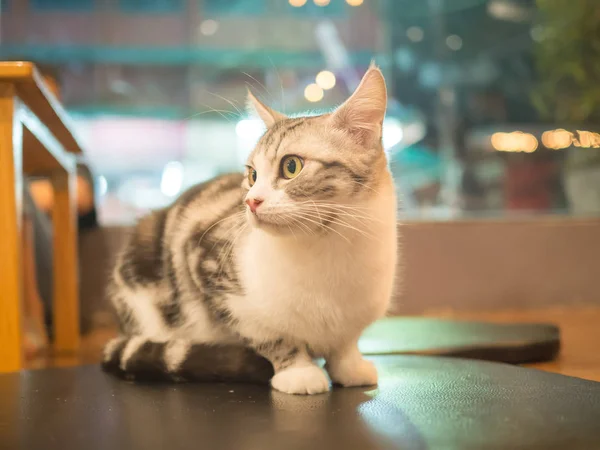 Cat Sit Looking Some Thing — Stock Photo, Image