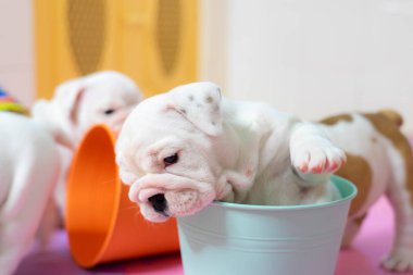 Beyaz Amerikan Bulldog renk kat. Güzel ve şirin Amerikan Bulldog puppy.american bulldog oturma