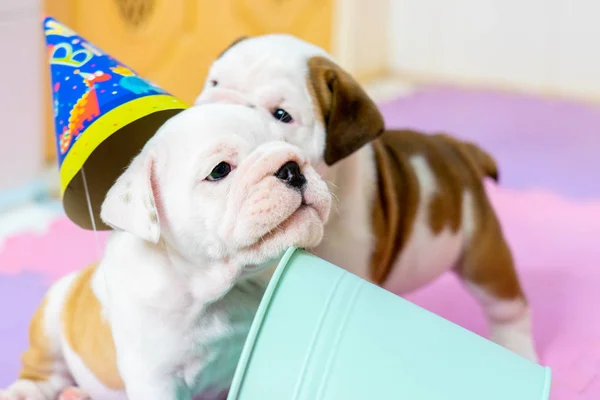 Buldog Amerykański Biały Kolor Podłogi Piękne Urocze American Bulldog Puppy — Zdjęcie stockowe