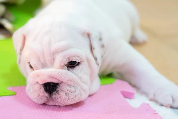 色の床に白いアメリカン ブルドッグ 美しく かわいいアメリカン ブルドッグ ブルドッグ座っているの Puppy American — ストック写真