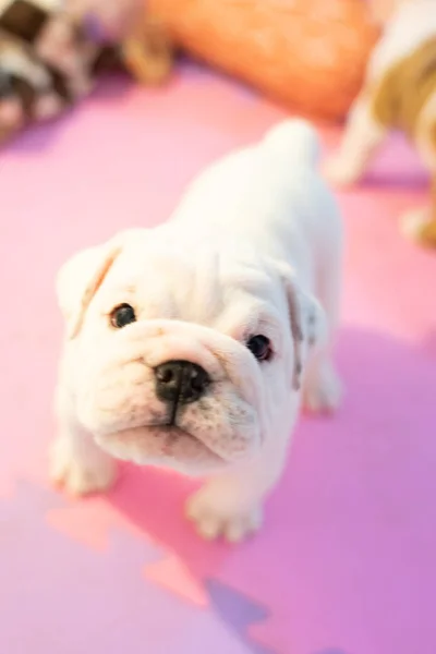 Vita Amerikanska Bulldoggen Färg Golv Vacker Och Söt Amerikansk Bulldog — Stockfoto