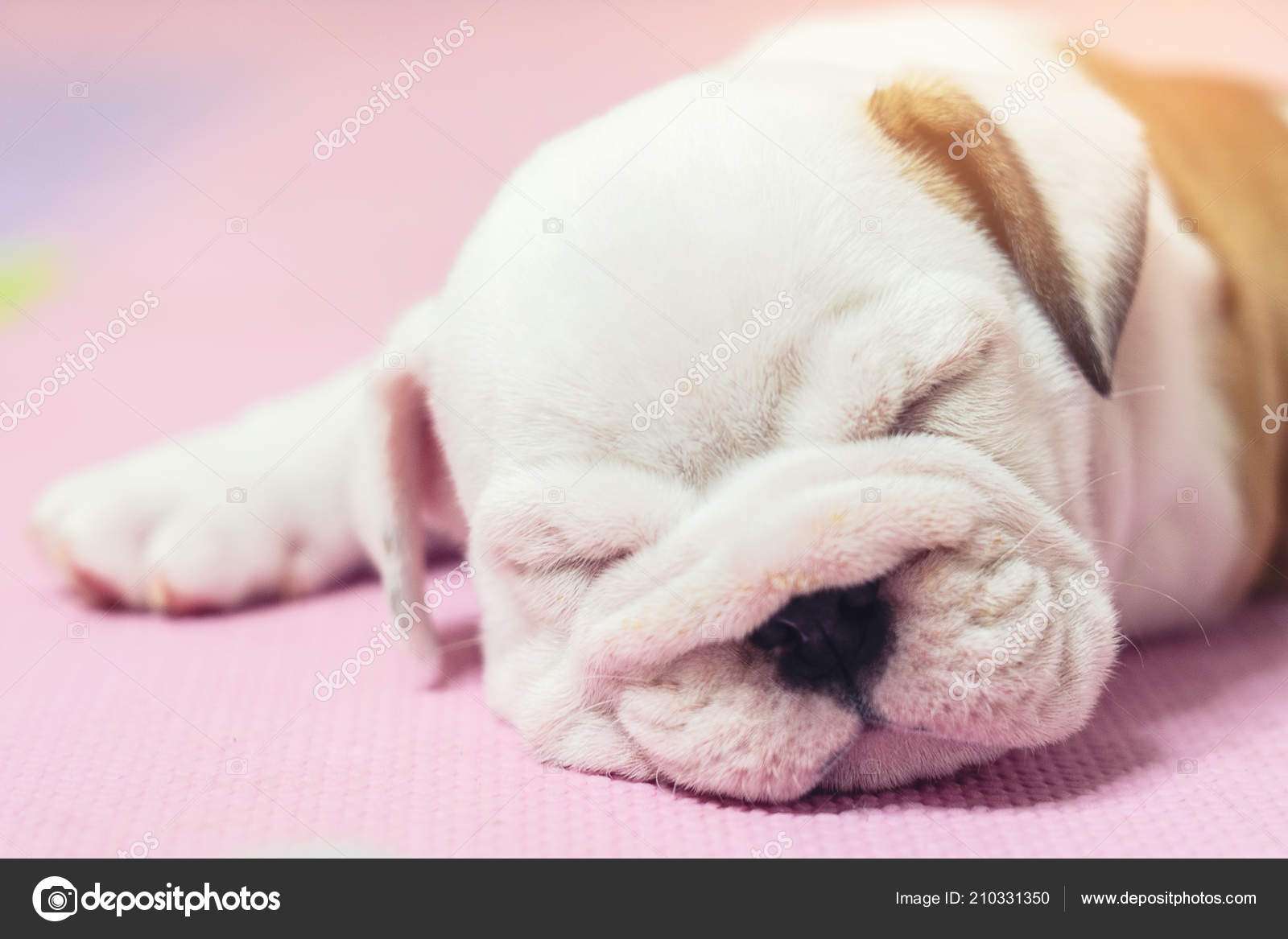 Bulldog Inglese Che Trova Sul Colore Sfondo Sonno Del