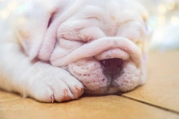 Buldog Angielski Leżącego Kolor Tła Szczelnie Góry Photo White Szczeniak — Zdjęcie stockowe