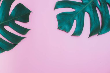 Aromaterapi ürün Spa seti, düz yatıyordu kompozisyon. Tropikal yaprak kavram tarzı., pembe bir arka plan ile masaj. üstten görünüm. Monstera yapraklar şablonu, tropikal yaz moda arka plan.