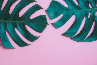 Aromaterapi ürün Spa seti, düz yatıyordu kompozisyon. Tropikal yaprak kavram tarzı., pembe bir arka plan ile masaj. üstten görünüm. Monstera yapraklar şablonu, tropikal yaz moda arka plan.