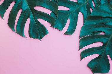 Aromaterapi ürün Spa seti, düz yatıyordu kompozisyon. Tropikal yaprak kavram tarzı., pembe bir arka plan ile masaj. üstten görünüm. Monstera yapraklar şablonu, tropikal yaz moda arka plan.