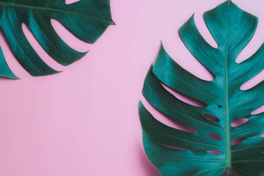 Aromaterapi ürün Spa seti, düz yatıyordu kompozisyon. Tropikal yaprak kavram tarzı., pembe bir arka plan ile masaj. üstten görünüm. Monstera yapraklar şablonu, tropikal yaz moda arka plan.