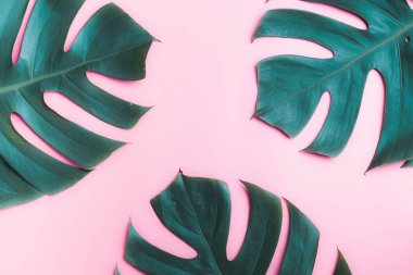 Aromaterapi ürün Spa seti, düz yatıyordu kompozisyon. Tropikal yaprak kavram tarzı., pembe bir arka plan ile masaj. üstten görünüm. Monstera yapraklar şablonu, tropikal yaz moda arka plan.