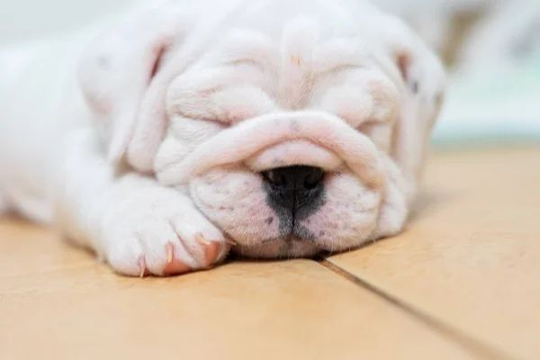 Bulldog Inglês Deitado Fundo Cor Close Photo White Cachorro Dormindo — Fotografia de Stock