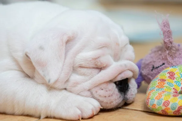 Engelsk Bulldogg Liggande Färgbakgrund Närbild Photo White Valpen Sover — Stockfoto