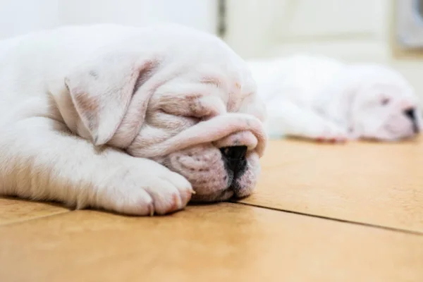 Engelsk Bulldogg Liggande Färgbakgrund Närbild Photo White Valpen Sover — Stockfoto